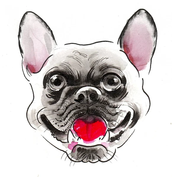 Bulldog Puppy Dog Portrait Ink Watercolor Drawing — Stock Photo, Image