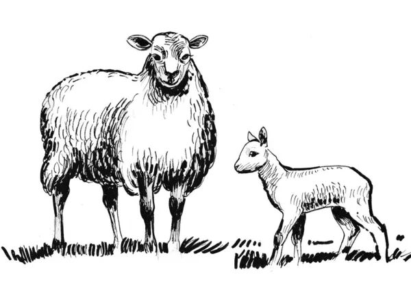 Sheep Its Baby Ink Black White Drawing — Stock Photo, Image