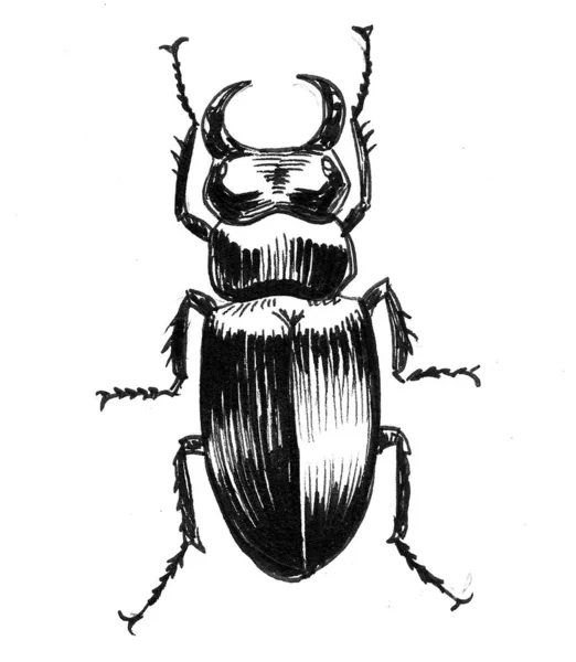 Grande Insecto Besouro Tinta Desenho Preto Branco — Fotografia de Stock