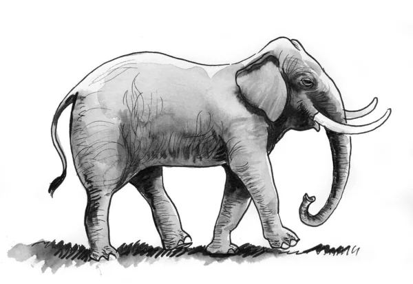 Walking African Elephant Ink Watercolor Drawing — Stock Photo, Image