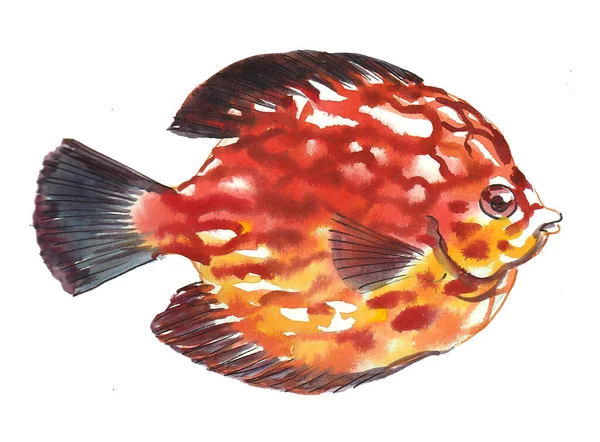 Tropical Sea Fish Ink Watercolor Drawing — Stock Photo, Image