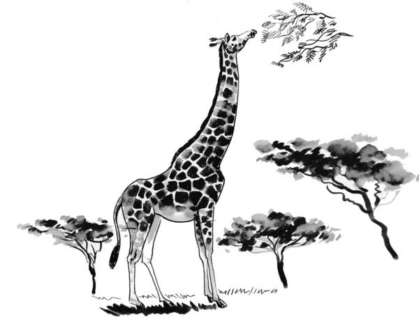 Žirafa Savanně Černobílá Kresba Inkoustu — Stock fotografie