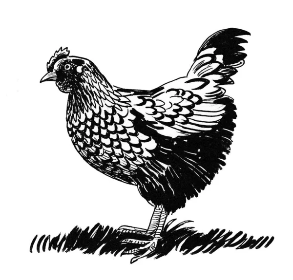 Hen Bird Ink Black White Drawing — Stock Photo, Image