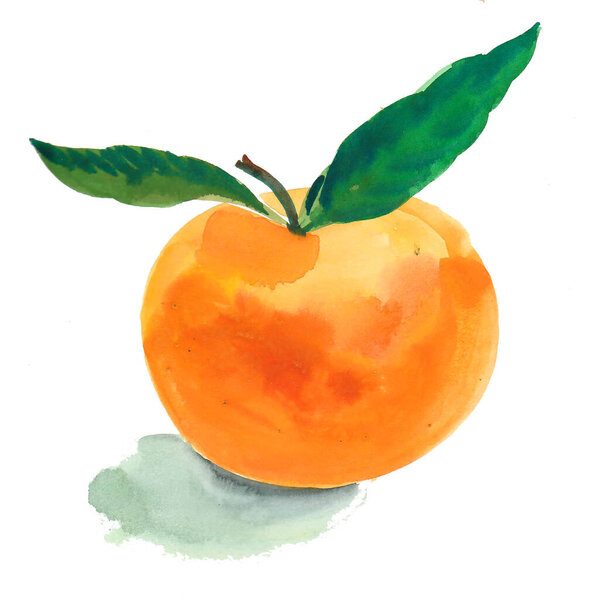 Ripe juicy orange fruit. Watercolor painting