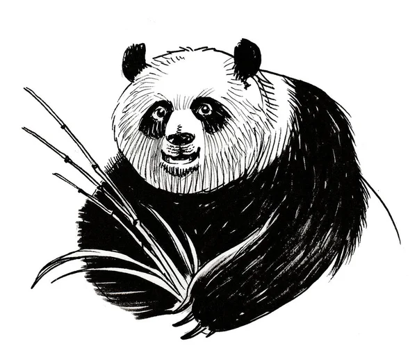 Panda bear eating bamboo. Ink black and white drawing