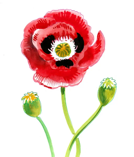 Red Poppy Flowers Ink Watercolor Drawing — Stock Photo, Image