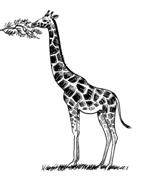 Zürafa ağaçtan yapraklar yiyor. Mürekkep siyah beyaz çizim