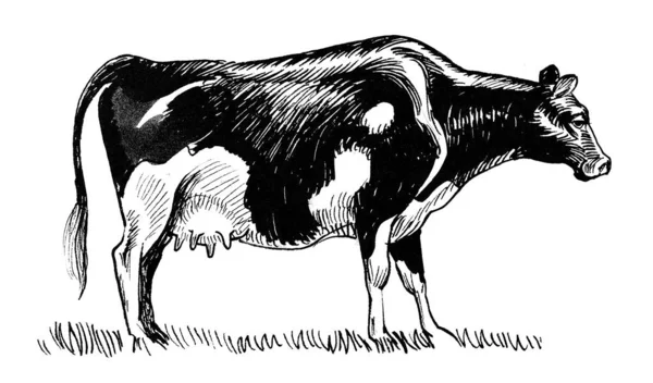 Une Vache Brouteuse Encre Dessin Noir Blanc — Photo