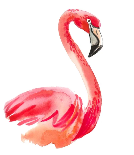 Pássaro Flamingo Desenho Tinta Aquarela — Fotografia de Stock