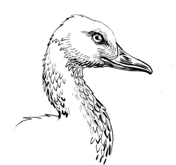 Goose Bird Head Ink Black White Drawing — Stock Photo, Image