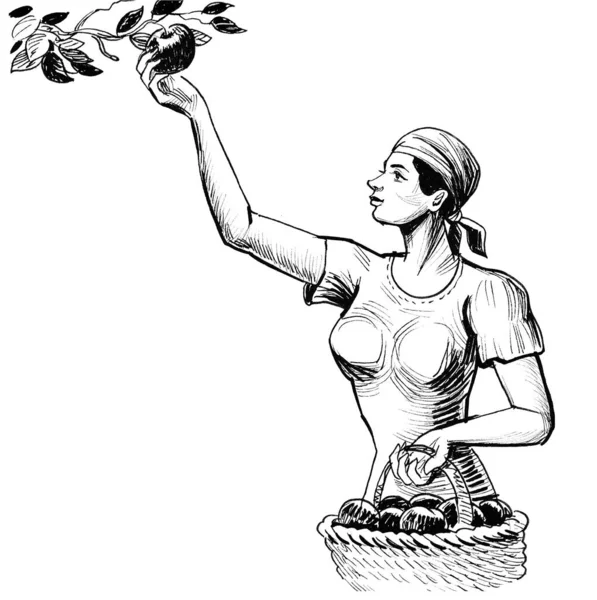 Bonita Mujer Recogiendo Frutas Manzana Del Árbol Dibujo Blanco Negro — Foto de Stock