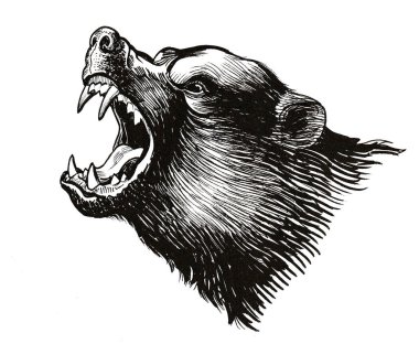 Angry grizzly bear. Ink black and white drawing clipart