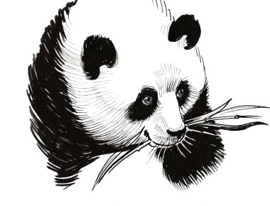 Panda bambu yiyor. Mürekkep siyah beyaz çizim