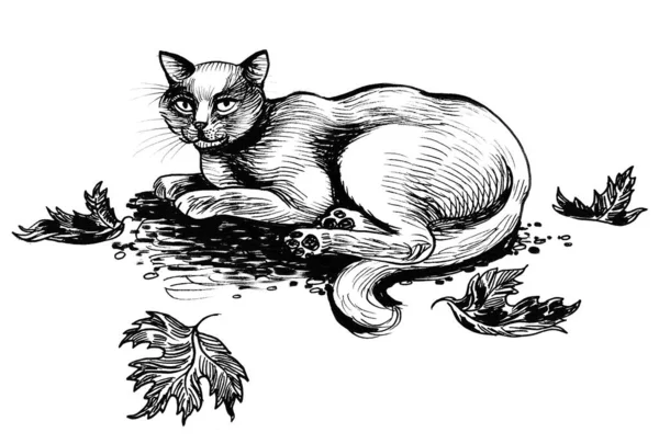 Colocando Gato Hojas Otoño Dibujo Blanco Negro Tinta —  Fotos de Stock