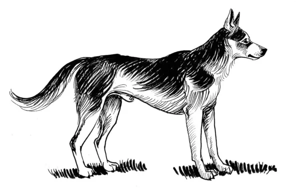 Standing Dog Ink Black White Drawing — Stock Photo, Image