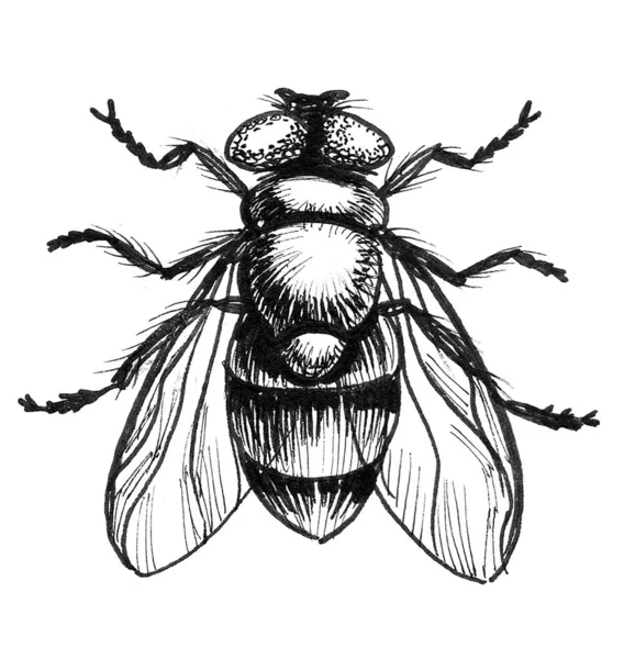 Regular Fly Insect Ink Black White Drawing — Stock Photo, Image