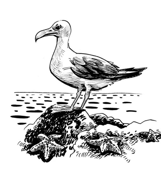 Seagull Starfishes Ink Black Whit Edrawing — Stock Photo, Image