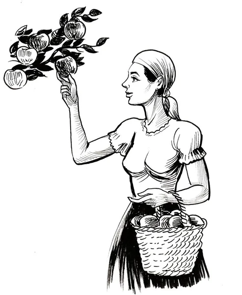 Güzel bayan işçi ağaçtan elma topluyor.