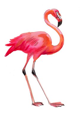 Güzel flamingo kuşu. Mürekkep ve suluboya çizim