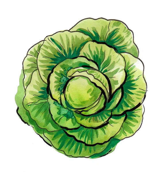 キャベツの頭の野菜 水墨画 — ストック写真