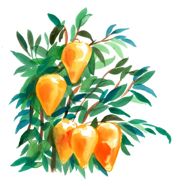 Tropikalne Owoce Drzewie Malowanie Akwarelami — Zdjęcie stockowe