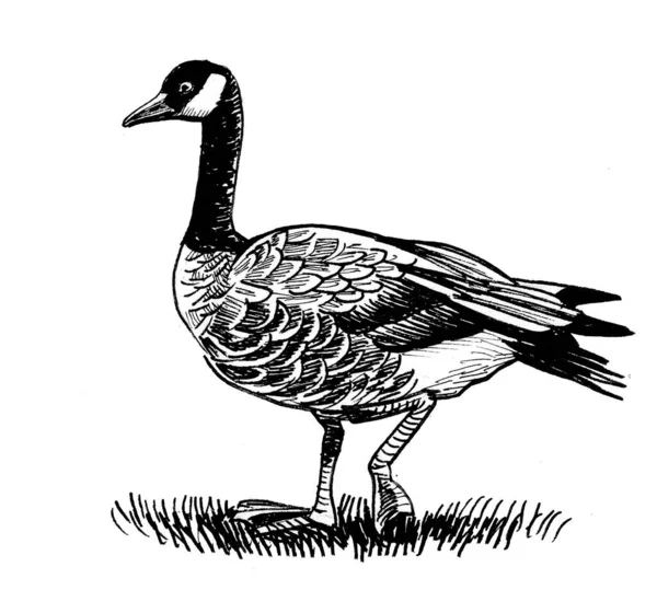 Wild Canadian Goose Ink Black White Drawing — Stock Photo, Image