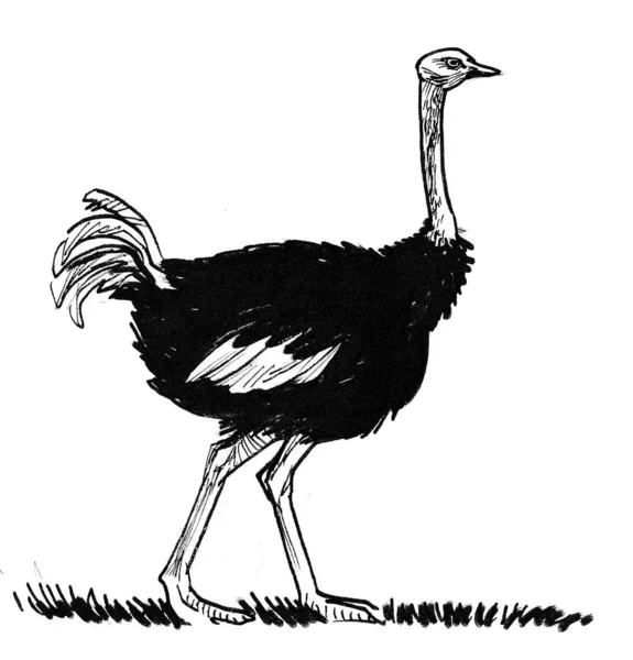 Walking African Ostrich Bird Ink Black White Drawing — Stock Photo, Image