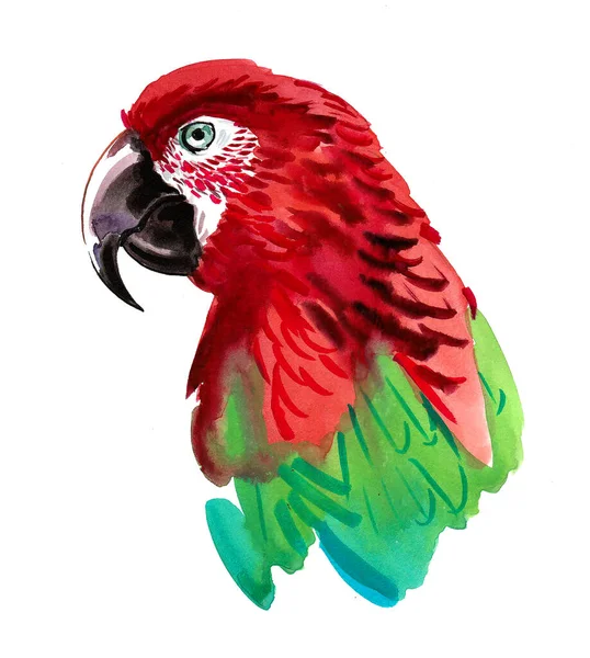 Красный Попугай Чернила Акварель — стоковое фото