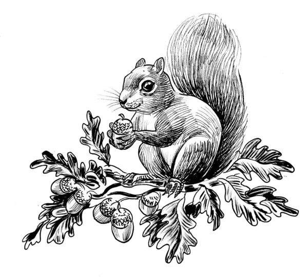橡木树枝上有橡果的松鼠 墨水黑白画 — 图库照片