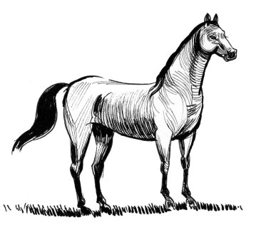 Güçlü bir at. Mürekkep siyah beyaz çizim