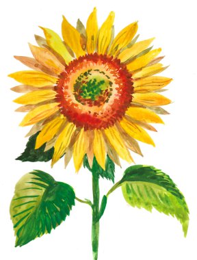 Beyaz arka planda çiçek açan ayçiçeği. Suluboya resim