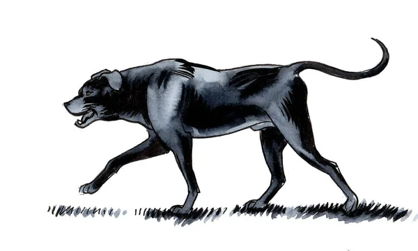 Yürüyen Siyah Köpek Mürekkep Suluboya Çizim — Stok fotoğraf
