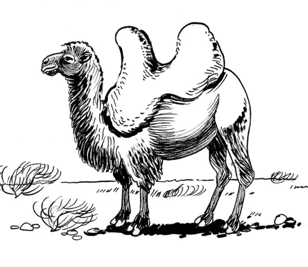 Camelo Asiático Deserto Tinta Desenho Preto Branco — Fotografia de Stock