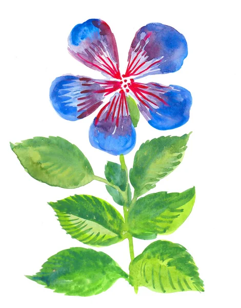 Gyönyörű Kék Virág Akvarell Festés — Stock Fotó