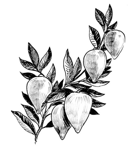 Ağaçta Tropik Meyveler Var Mürekkep Siyah Beyaz Çizim — Stok fotoğraf