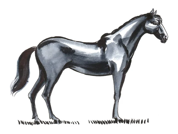 Beau Cheval Debout Dessin Encre Aquarelle — Photo