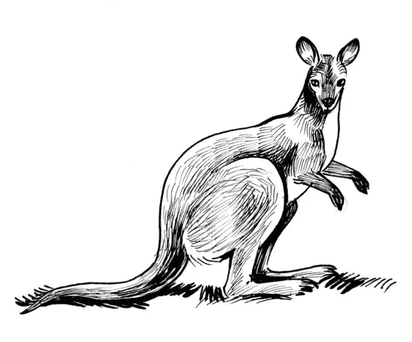 澳大利亚袋鼠动物 墨水黑白画 — 图库照片