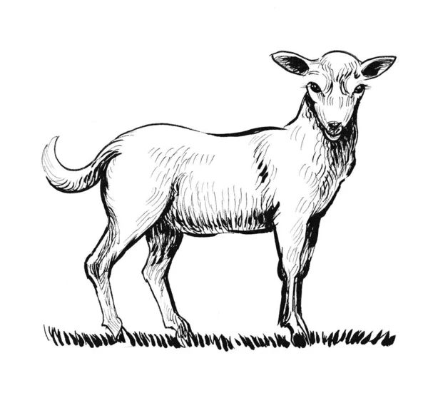 Słodka Owieczka Czarno Biały Rysunek Atramentu — Zdjęcie stockowe