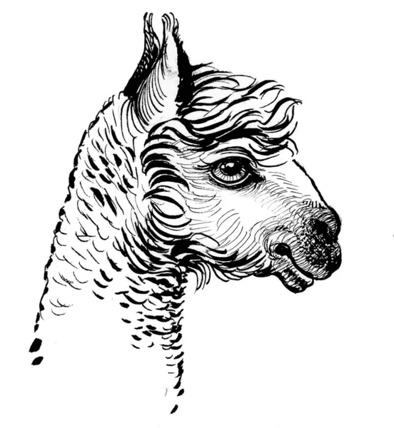 Lama Head Animal Ink Black White Drawing — Stock Photo, Image