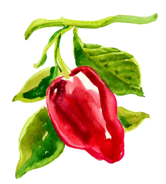 Κόκκινο Πιπέρι Λαχανικών Υδατογραφία — Φωτογραφία Αρχείου