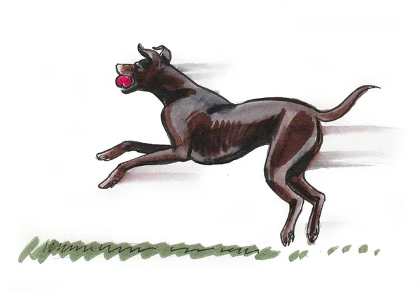 Running Black Dog Ink Watercolor Drawing — Stock Photo, Image