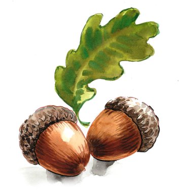 Bir çift meşe palamudu ve yaprak. Mürekkep ve suluboya çizim