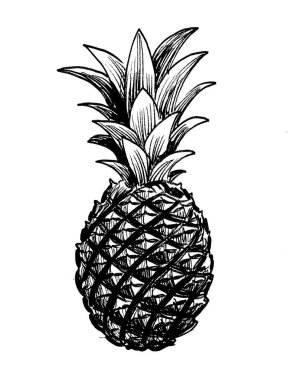 Ananas meyvesi. Mürekkep siyah beyaz çizim