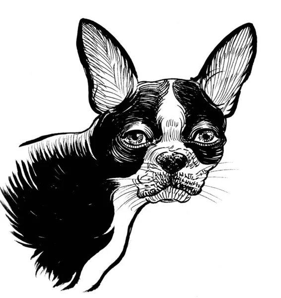 Leuke Buldog Puppy Inkt Zwart Wit Tekening — Stockfoto
