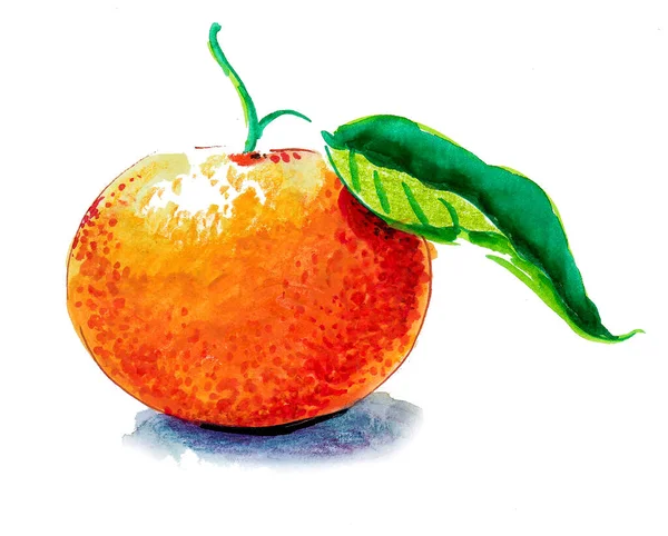 Mandarinenfrucht Mit Grünem Blatt Tusche Und Aquarellzeichnung — Stockfoto