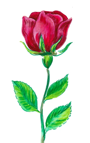 Червона Квітка Троянди Білому Фоні — стокове фото