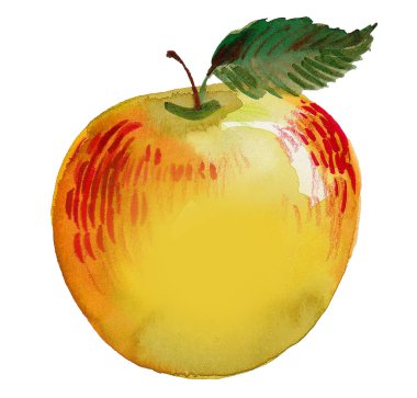 Taze elma meyvesi. Suluboya resim