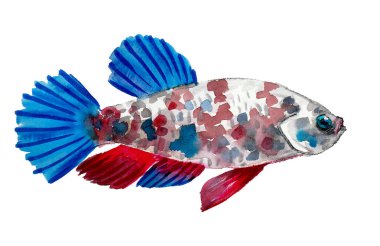 Beyaz arka planda renkli sazan balığı. Suluboya resim