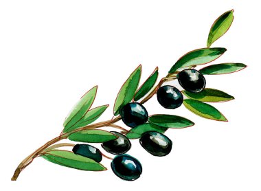 Zeytin dalı. Mürekkep ve suluboya çizim