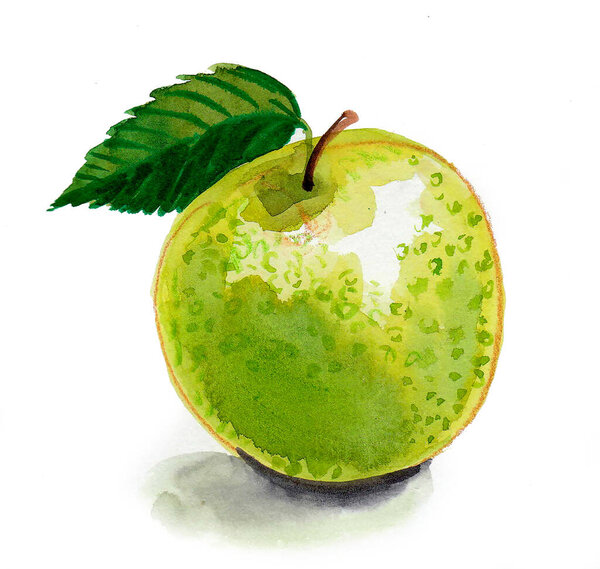 Juicy green apple fruit with leaf on white background. Watercolor painting